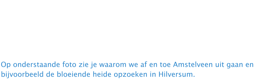 De meeste bijeenkomsten zullen in Amstelveen zijn. Echter, soms is er iets buiten Amstelveen dat écht de moeite waard is. Zoals de bloeiende heide of een veld vol bloemen met reeën erin. Dan zullen we elders fotograferen. Zoals elke maand is het aan jezelf of je tijd en/of zin hebt om mee te gaan. Je loopt niet achter als je een keer niet meekunt.   Op onderstaande foto zie je waarom we af en toe Amstelveen uit gaan en bijvoorbeeld de bloeiende heide opzoeken in Hilversum.